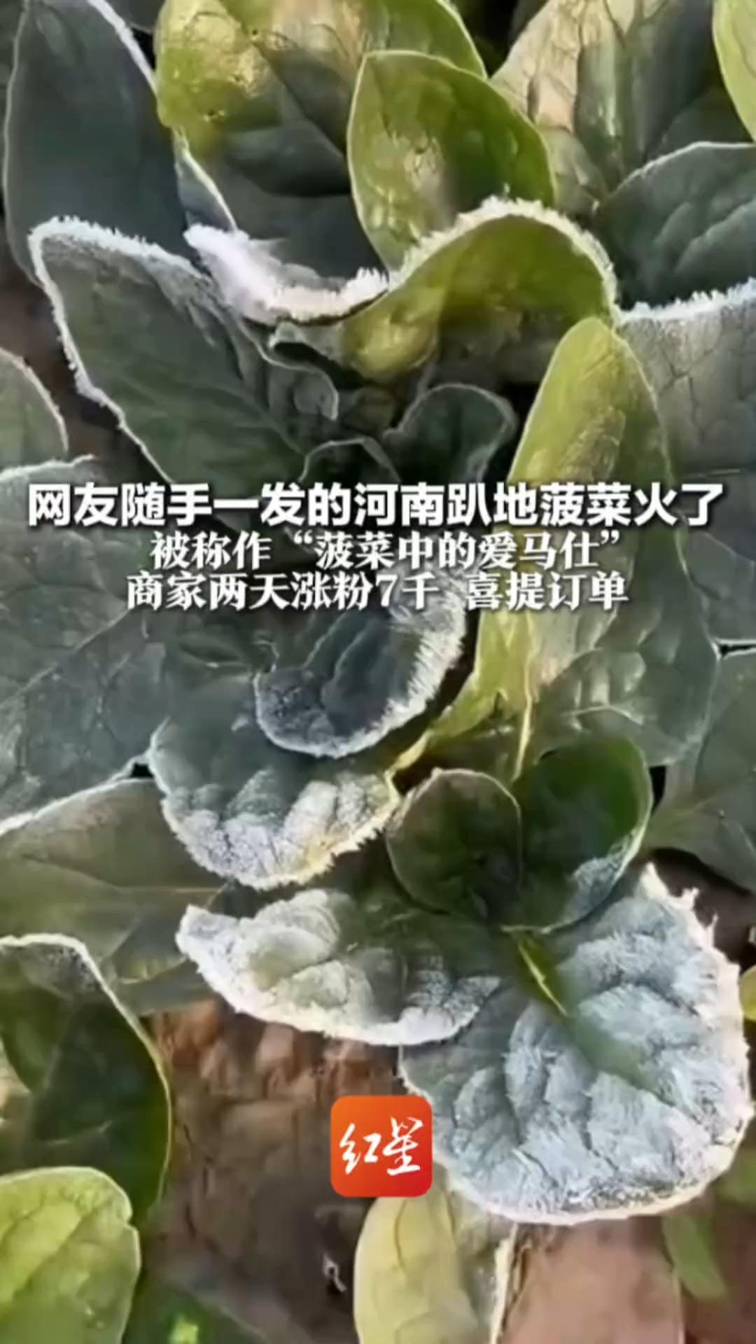 网友随手一发的河南趴地菠菜火了 被称作“菠菜中的爱马仕” 商家两天涨粉7千 喜提订单 河南