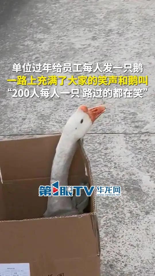 1月7日,江苏常州。单位过年给员工每人发一只鹅,一路上充满了大家的笑声和鹅叫,员工:单位2
