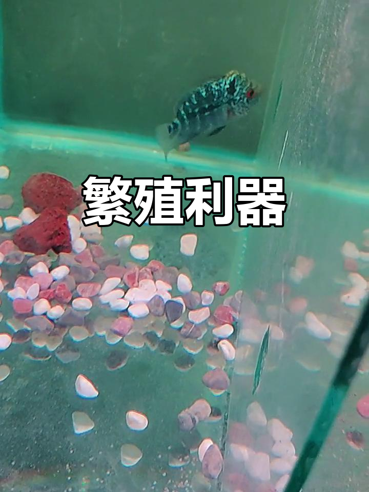 罗汉鱼母本,繁殖利器,千里寻伯乐