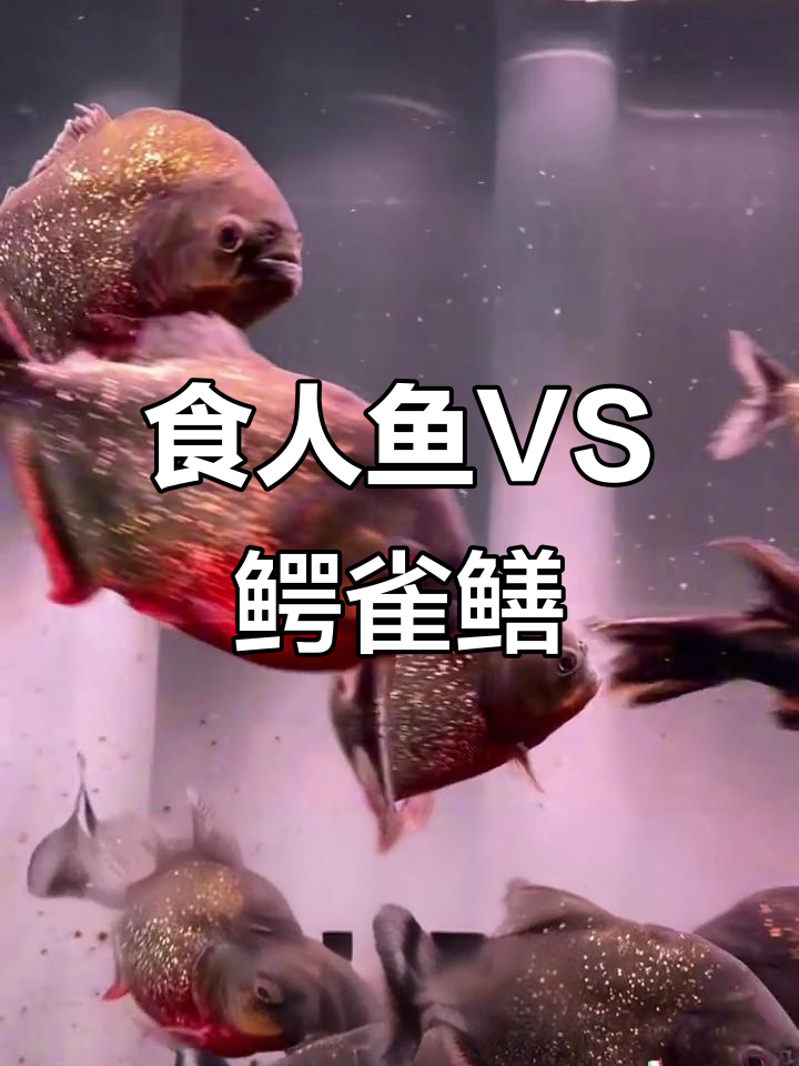 食人鱼挑战鳄雀鳝,谁能制胜?