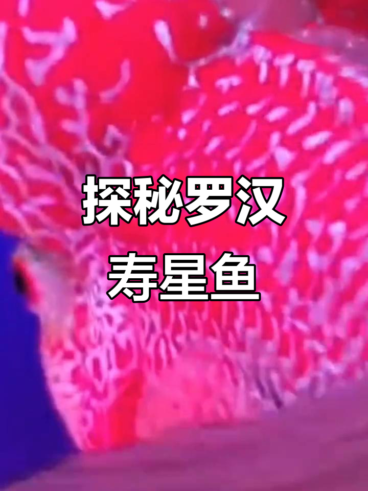 罗汉寿星鱼:神秘水族生物揭秘