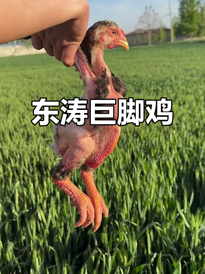越南东涛鸡：巨脚大公鸡，进口品种揭秘