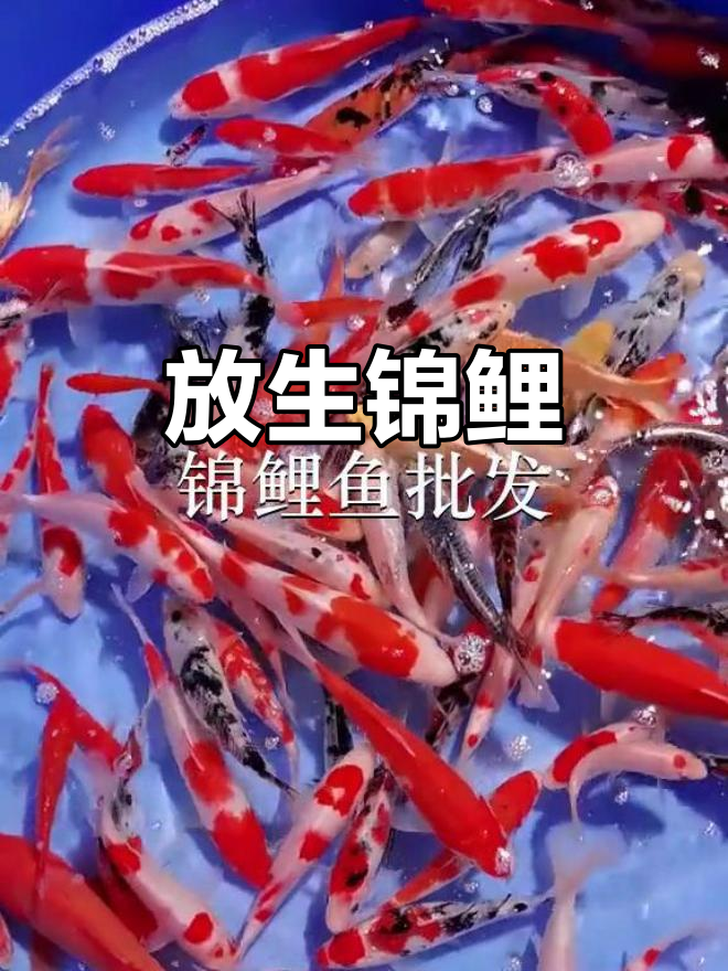 桂林黄沙河放生锦鲤,鱼苗场迎来新生