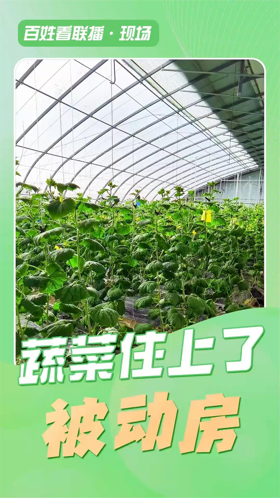 百姓看联播·现场|蔬菜住上了“被动房”