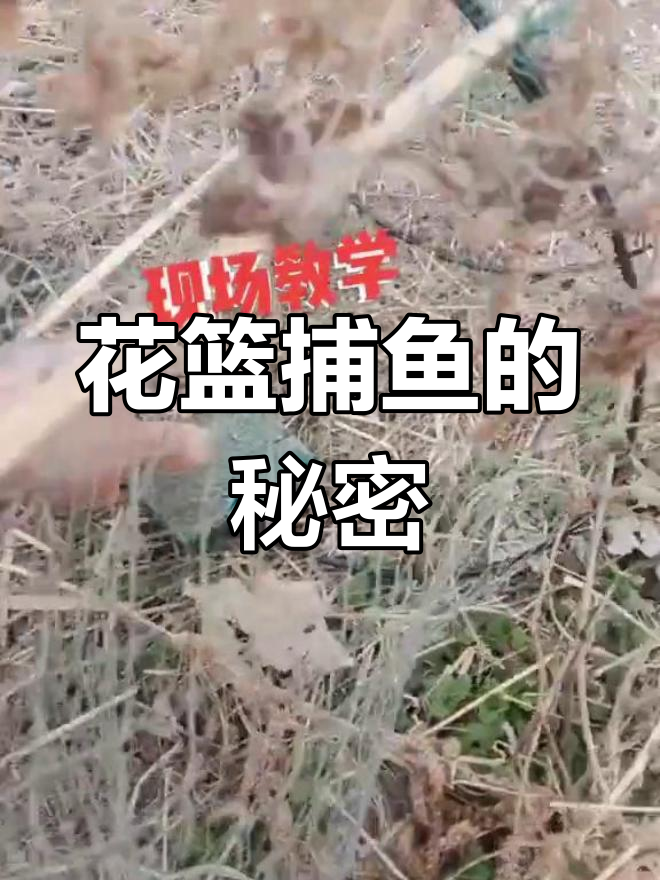 花篮捕鱼技巧大揭秘:如何用泡沫隐身笼子捕捉池塘里的鱼儿