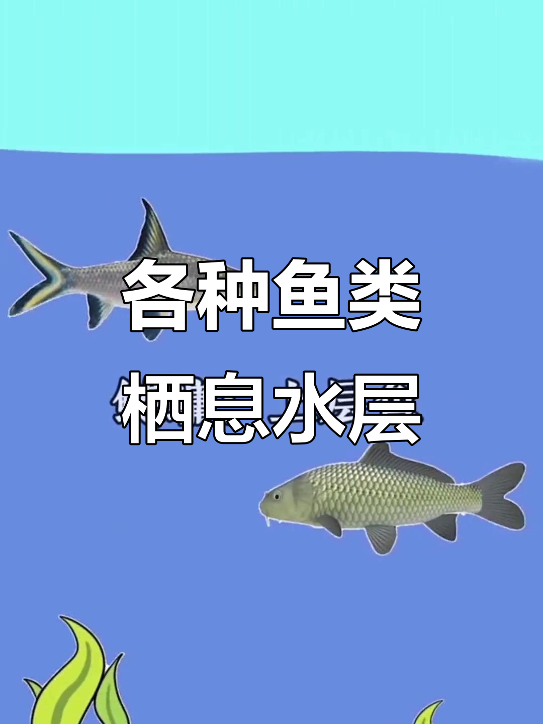 淡水鱼分布水层揭秘，钓鱼人必看！