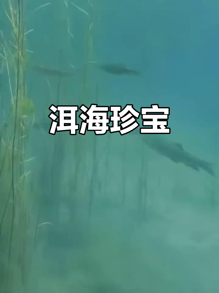 大理裂腹鱼，云南珍稀水生动物