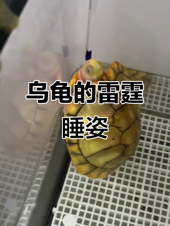 乌龟睡觉竟然这么“潮”?这姿势也太奇特了!