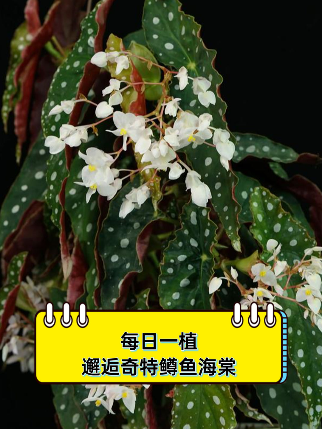 每日一植,邂逅奇特鳟鱼海棠
