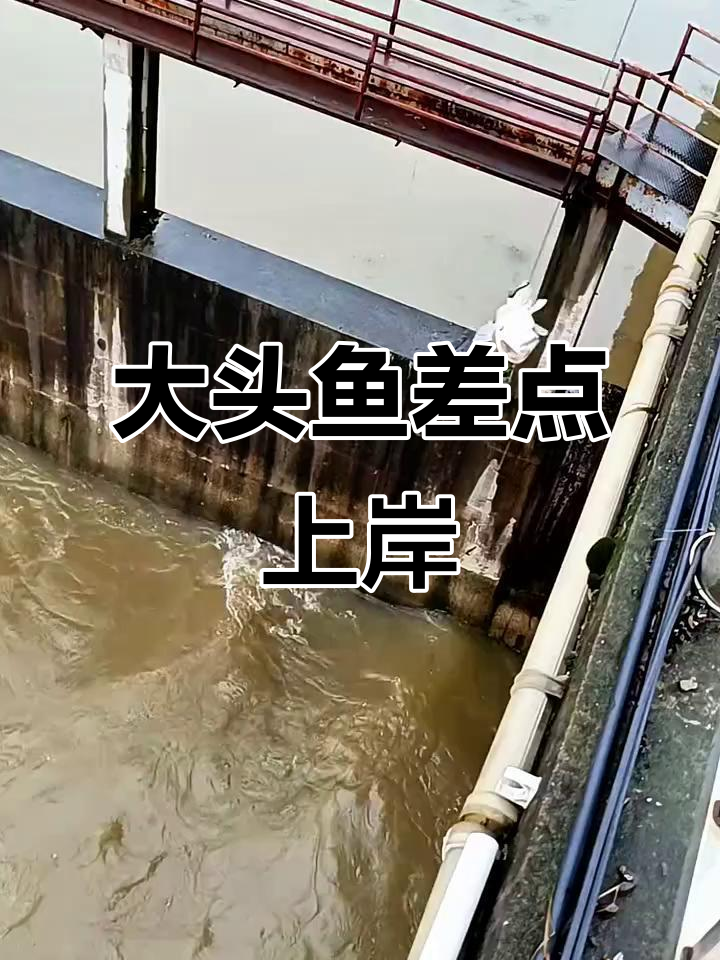 钓到大头鱼,结果还是回归大自然了