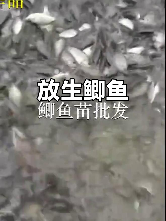 鲫鱼苗放生，凤阳水域迎来新生