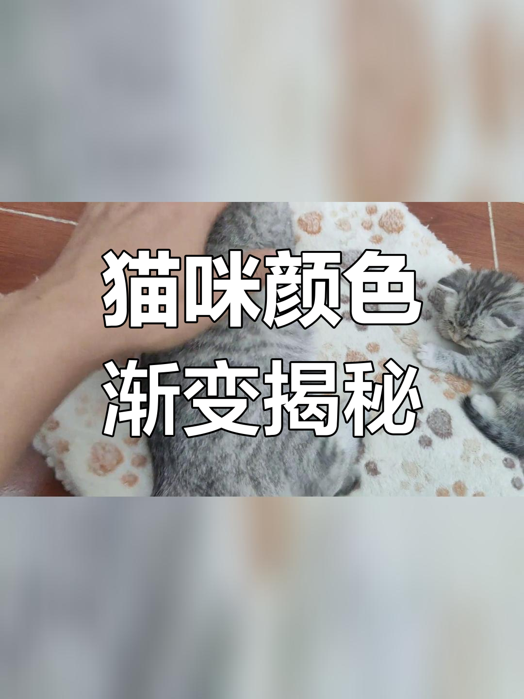 鱼骨纹渐层猫咪的毛色变化过程