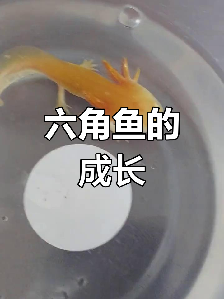 六角鱼颜色更鲜艳,爪子长长了,食肉习性明显