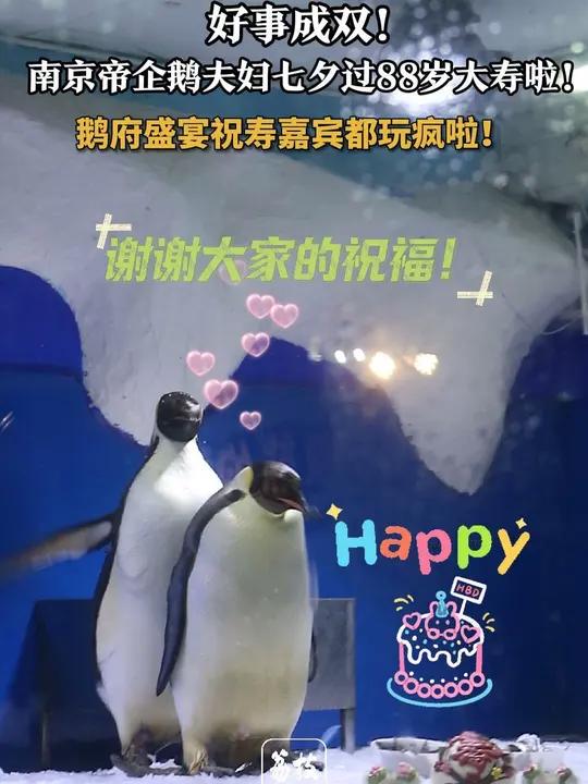 好事成双!南京帝企鹅夫妇七夕过88岁大寿啦!8月10日七夕这天,南京海底世界冰雪极地的“鹅