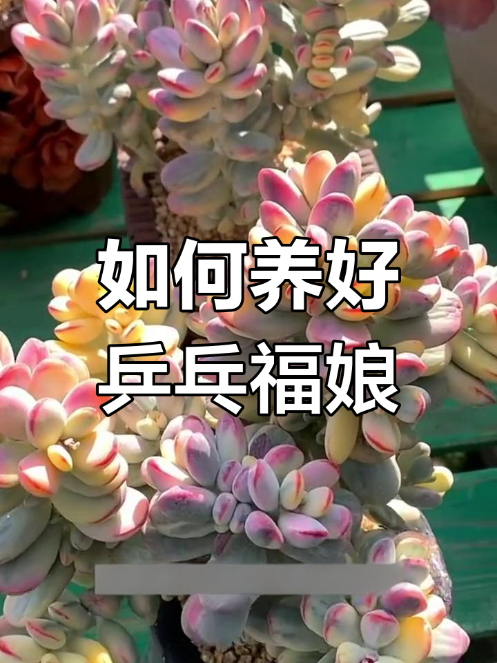 乒乓福娘养护全攻略,避免黑腐的关键技巧