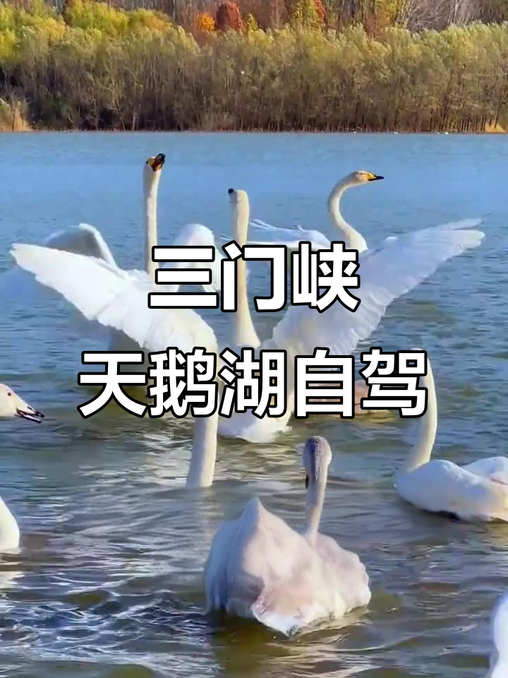 11月22日启程，河南三门峡天鹅湖冬季自驾游