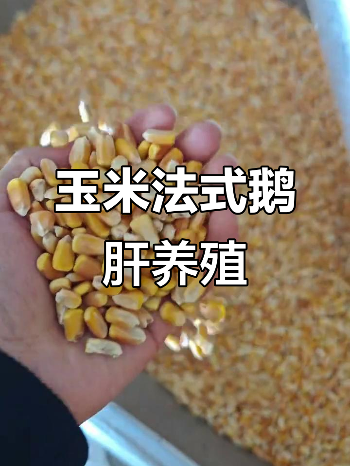 玉米法式鹅肝养殖揭秘:从喂食到口感全程解析