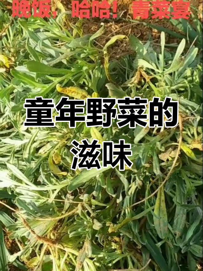 毛妮菜,童年的味道,老歌响起,回忆满满