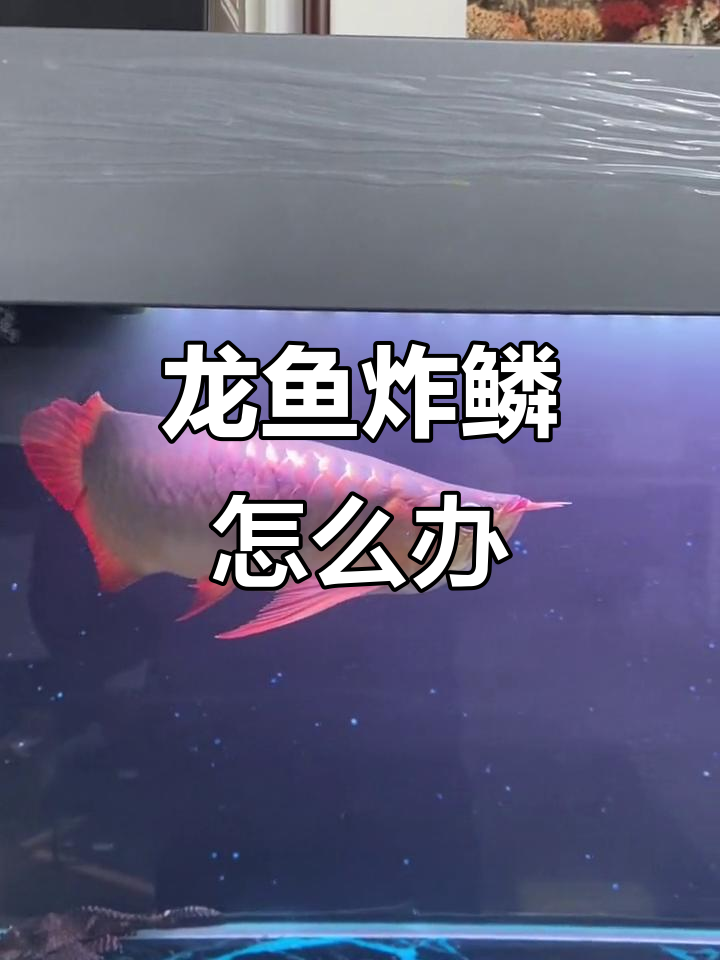 龙鱼炸鳞原因及治疗方法全解析