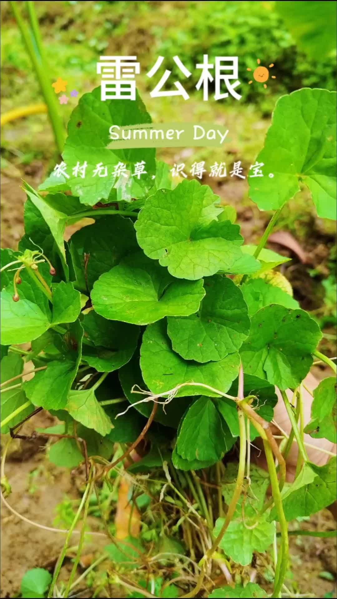 创作灵感 雷公根 农村无杂草,识得就是宝,雷公根学名鸡血草,发现赶紧挖回家有大用处,煲个猪