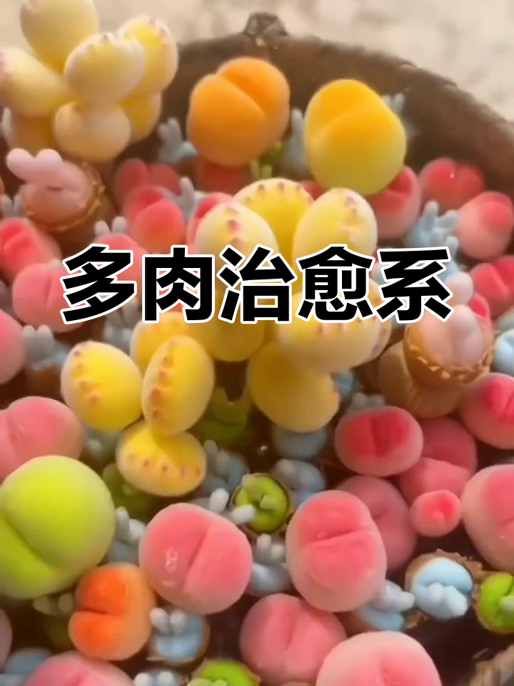 蓝色小兔子多肉,萌化人心!