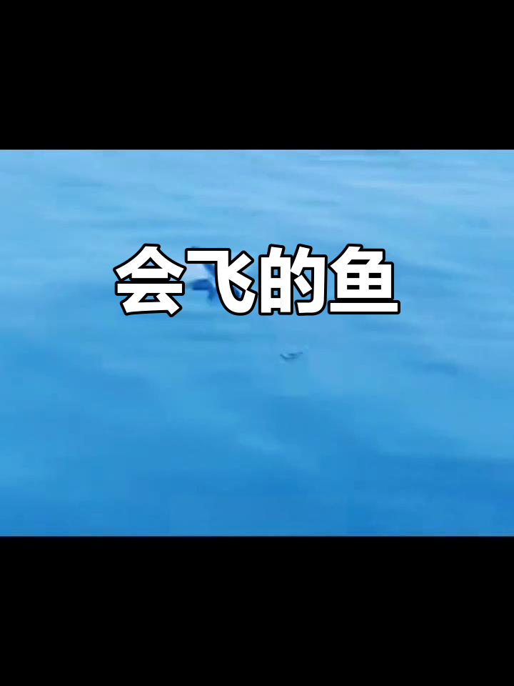 飞鱼为何能“飞翔”?揭秘它们的飞行奥秘