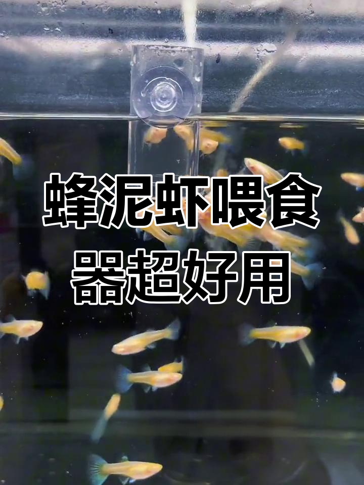 小鱼抢着吃丰年虾,喂食器让营养不浪费