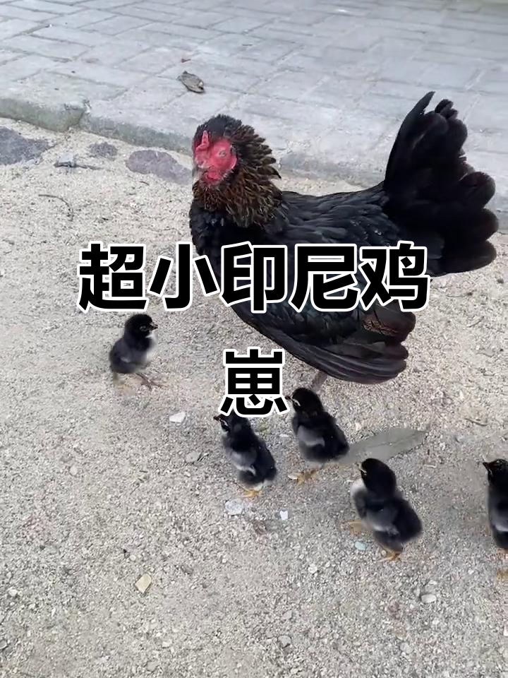 印尼超萌小鸡仔，鲁鲁班亲吻它好可爱
