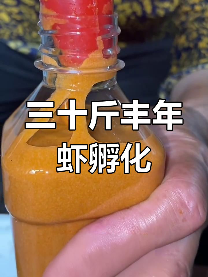 手工孵化三十斤丰年虾幼虫,小鱼喂食效果超赞