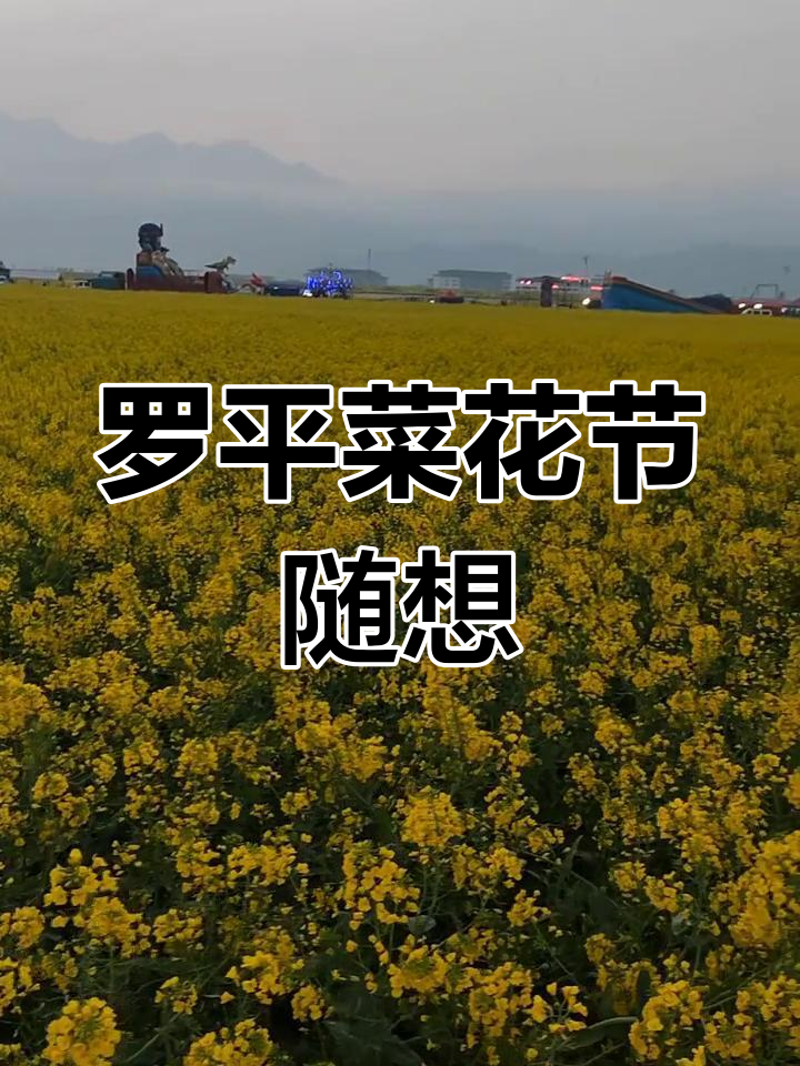 罗平菜花节主会场:夜市与花的完美融合