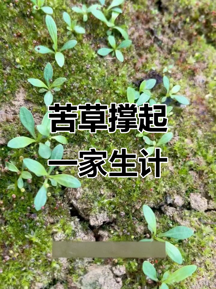 这棵苦草养活全家,四十岁大叔田里劳作笑出声