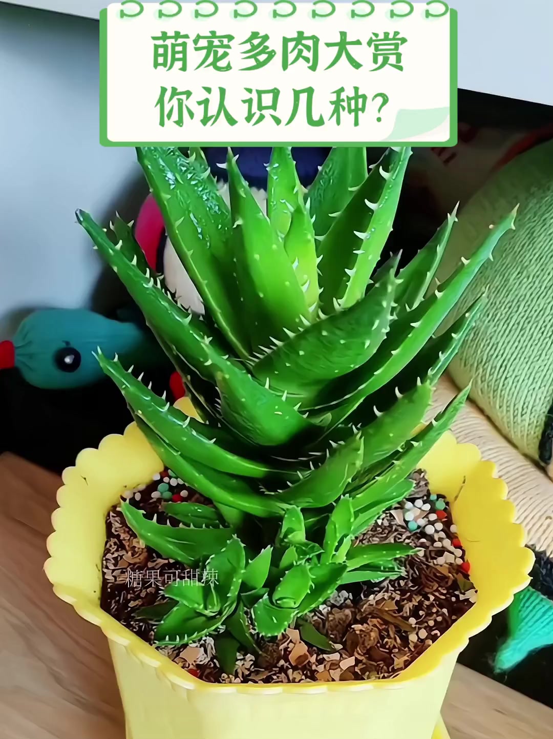 萌宠多肉大赏,你认识几种?