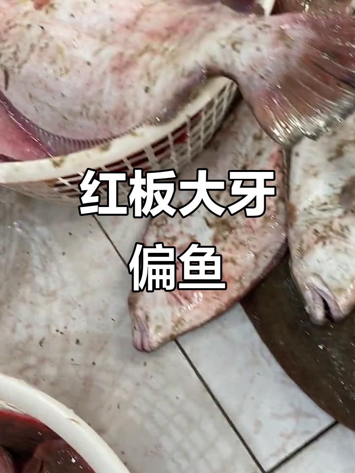 6-7斤大鳎目鱼,红板牙偏鱼的魅力