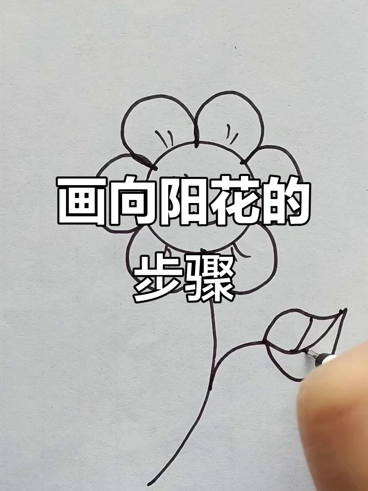 向阳花成长记:从种子到盛开的简笔画过程