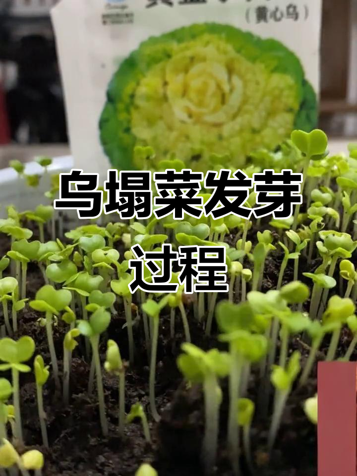 乌塌菜种子发芽全过程,记录蔬菜成长的点滴