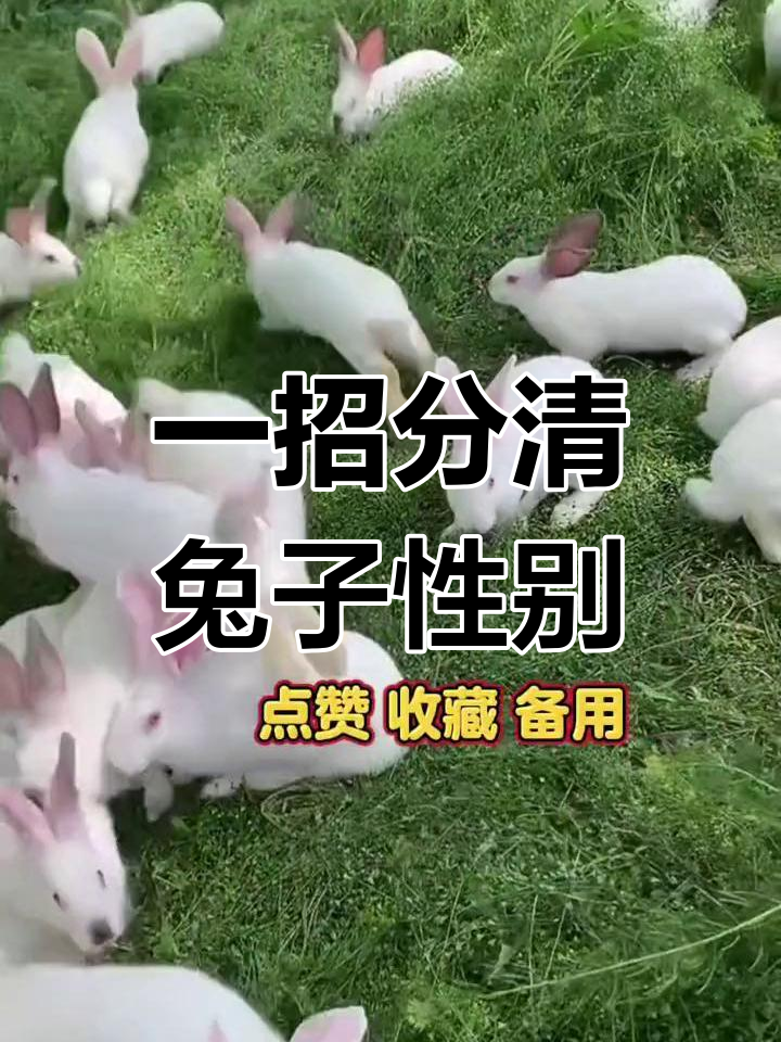 轻松分辨公母兔,一看便知