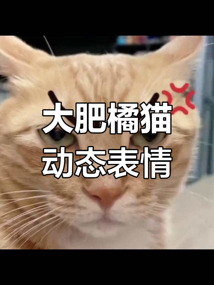 肥波动图表情包上线,微信搜索获取搞笑大合集