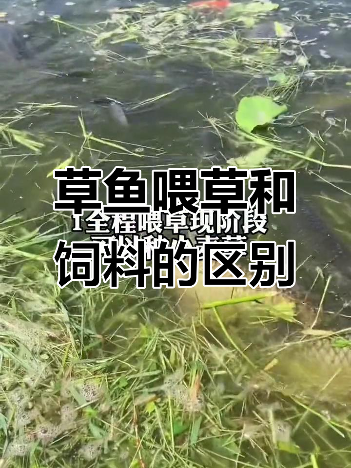 草鱼全程喂草与饲料搭配的产量差异分析