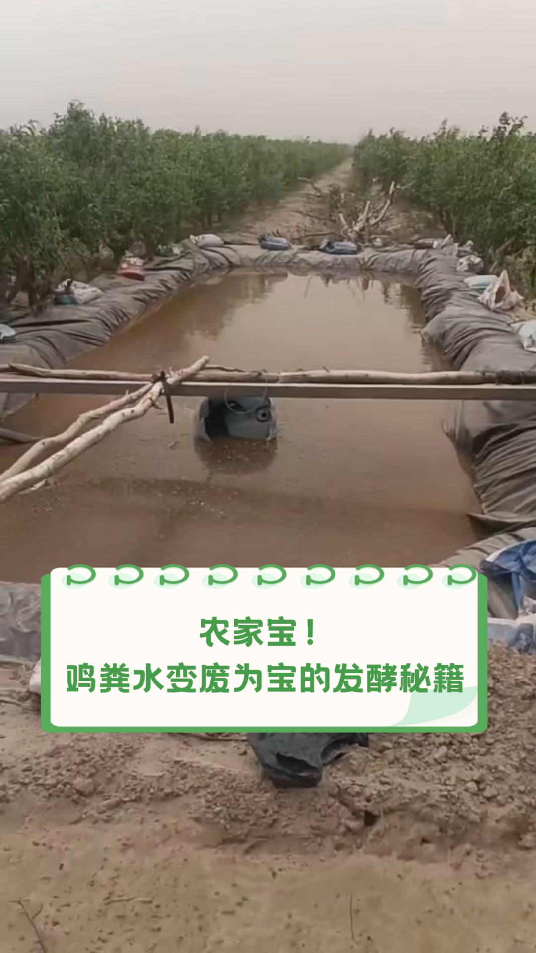 农家宝!鸡粪水变废为宝的发酵秘籍