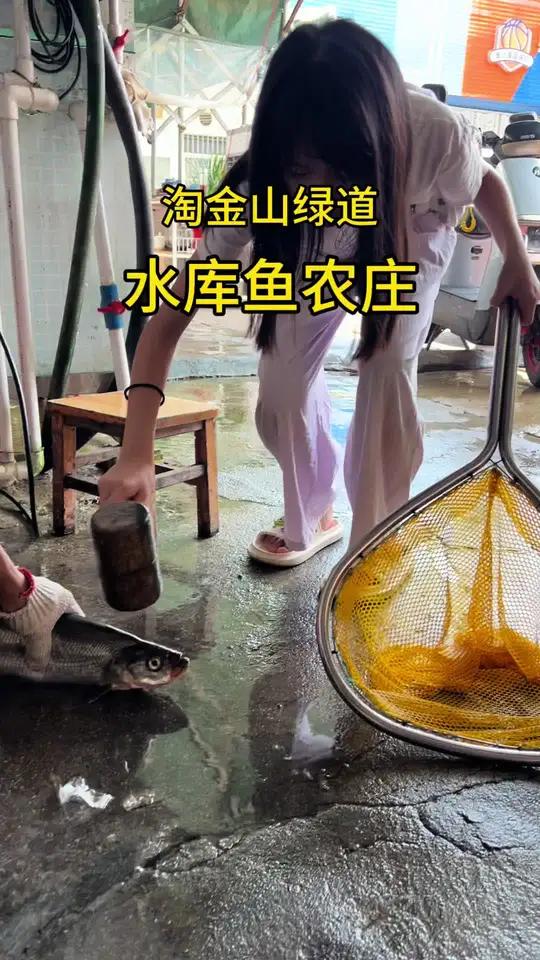 好久没有吃过这家天然水库鱼馆了,就在淘金山绿道口这里!好久没有吃过这家天然水库鱼馆了,就在