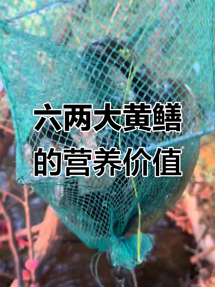 野生黄鳝的蛋白质与健康益处,六两大黄鳝带来的营养惊喜