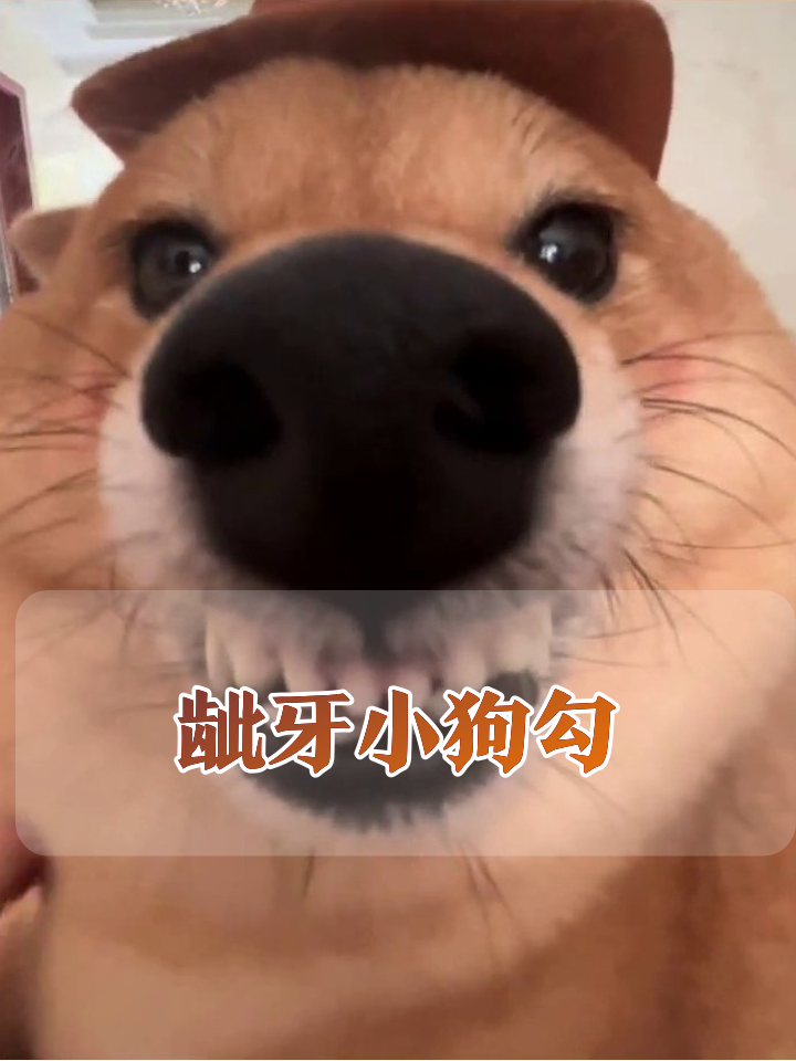 柴犬戴帽装乖翻车,咧嘴露齿笑出表情包