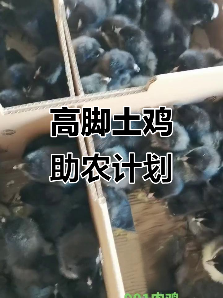 优质鸡苗助力乡村振兴，高脚土鸡引领新风潮