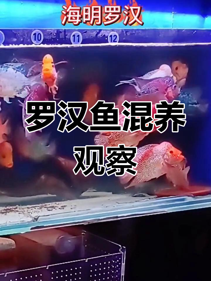 混养罗汉鱼,品种多样却和谐共处
