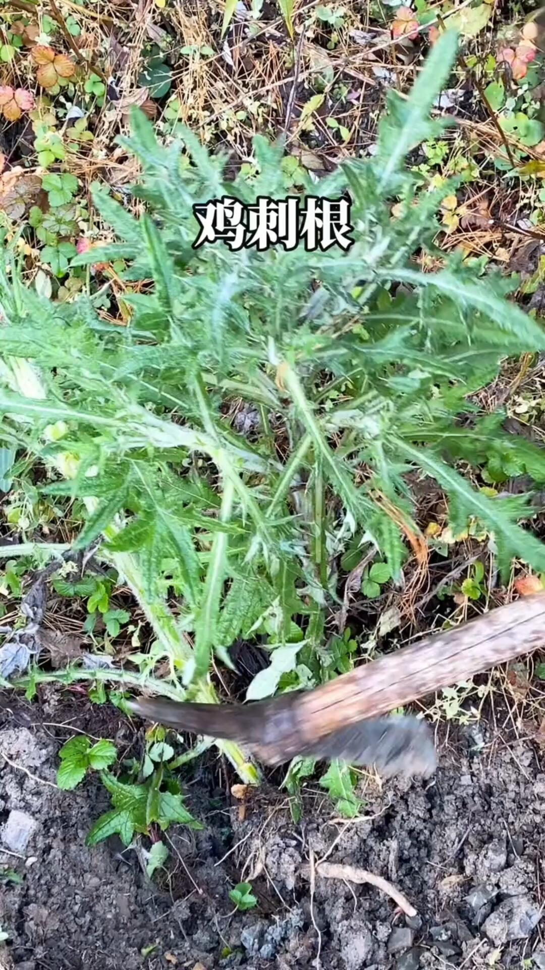 鸡刺根炖汤真好喝