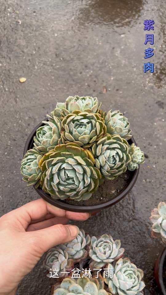 多肉贝瑞,听说贝瑞有香味。奶油贝瑞、胭脂贝瑞、双子贝瑞,你们能分清楚吗?多肉植物 露养的多