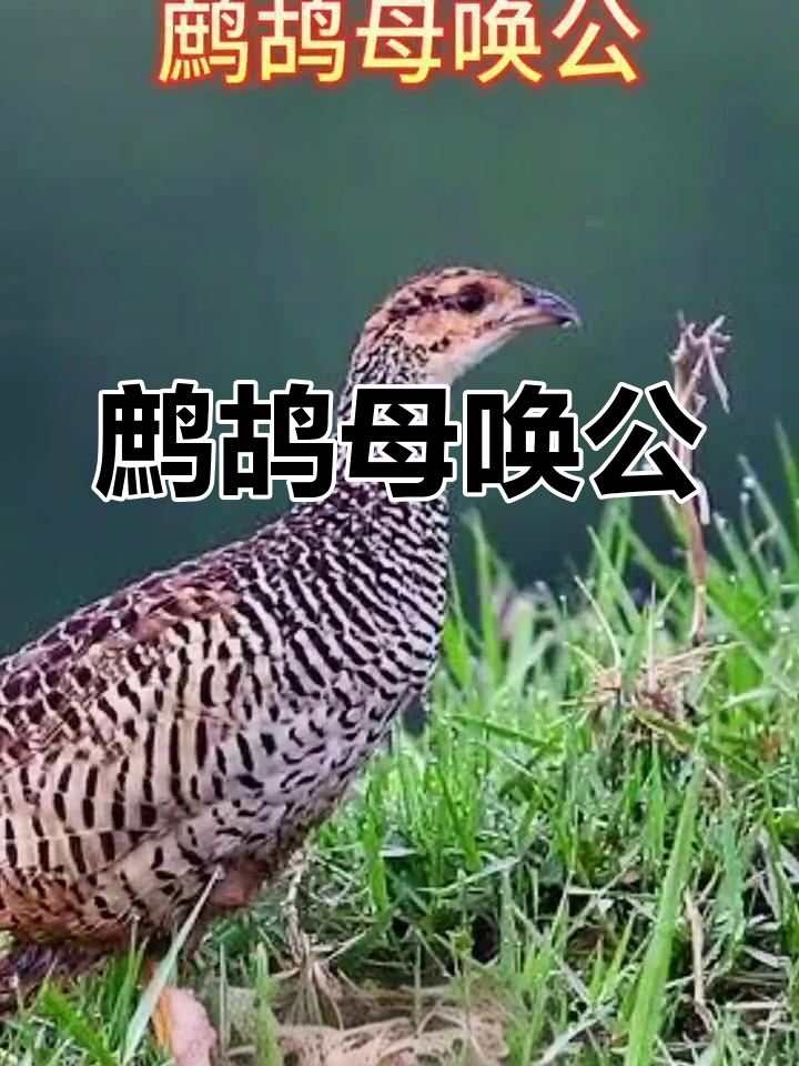 鹧鸪母鸟呼唤公鸟,竹鸡斑鸠户外音卡实战