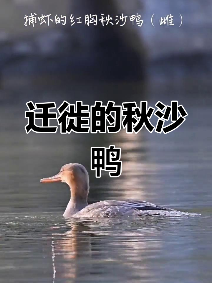 红胸秋沙鸭,迁徙常客,潜水捕食小鱼小虾