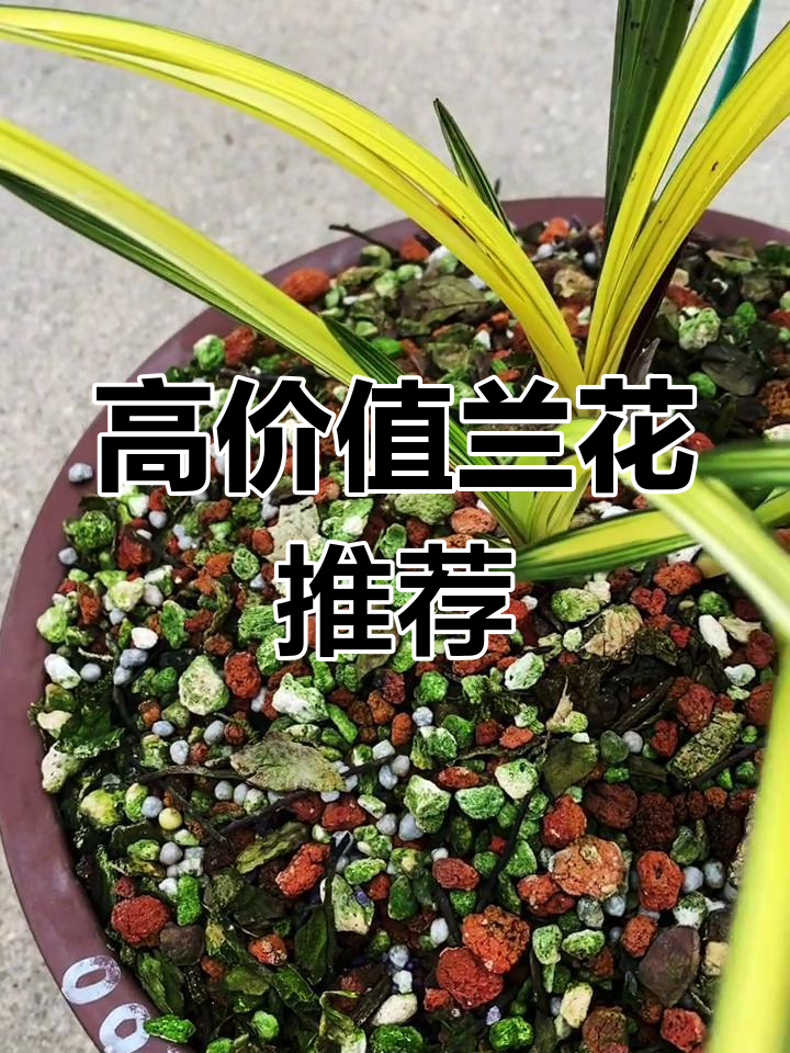 灰蓝油菜花品种潜力大,升值空间高