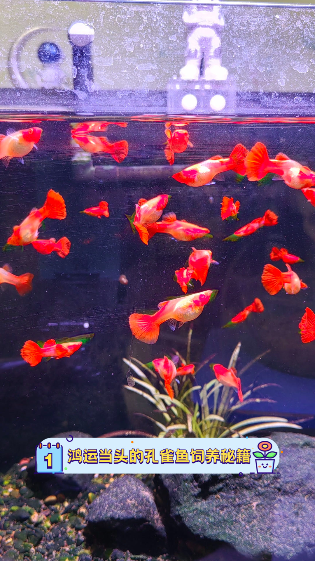 鸿运当头的孔雀鱼饲养秘籍